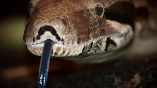 Boas Given A Passssss On List Of Snakes Banned From Import